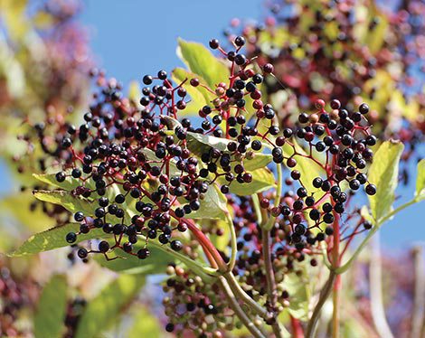 Elderberry fruit